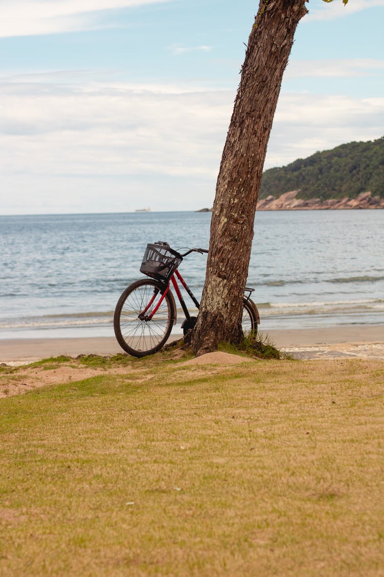 A Bike Leaning On A Tree At The Beach