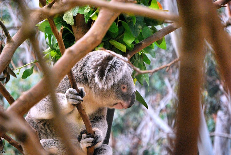 Koala On Tree