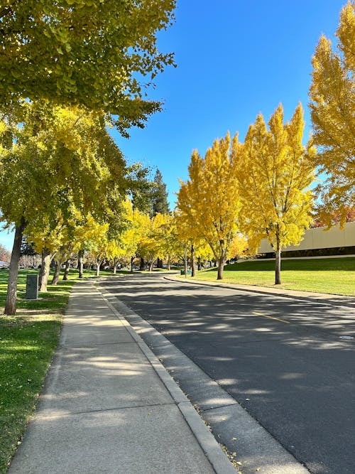 Trees in Autumn Colors Along Asphalt Road