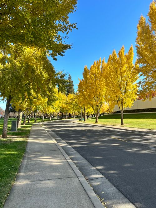 Free A scenic road lined with vibrant yellow trees showcasing the beauty of autumn. Stock Photo