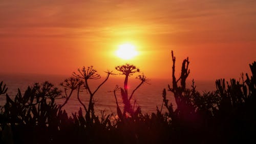 Silhouette of Plants during Sunset