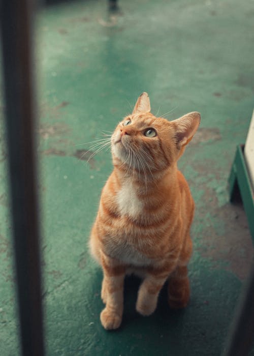 Δωρεάν στοκ φωτογραφιών με γάτα τζίντζερ, εστιασμένη, κατακόρυφη λήψη