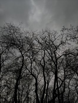 Silhouetted bare trees under a dramatic cloudy sky in autumn, Istanbul.