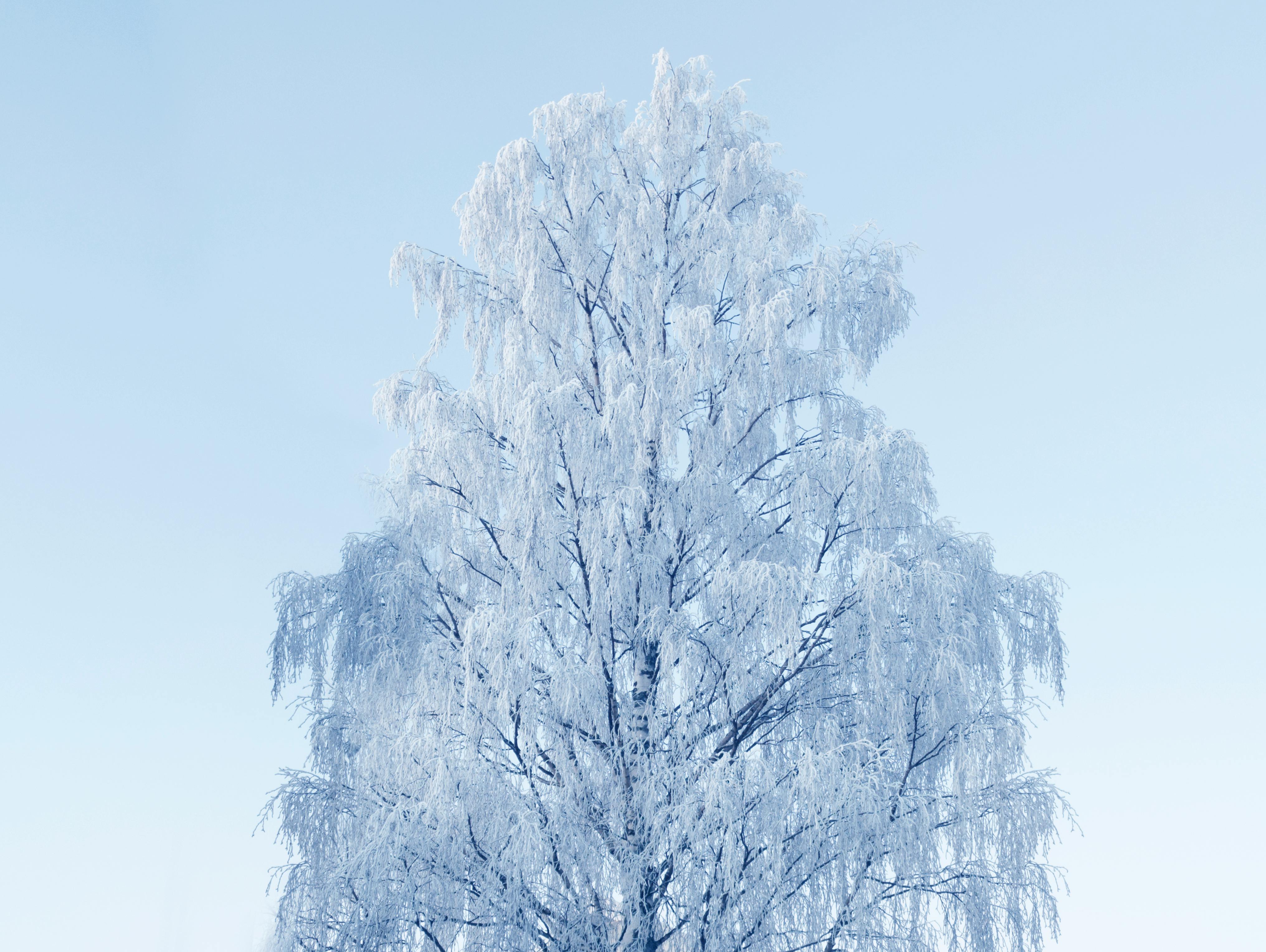 snow tree