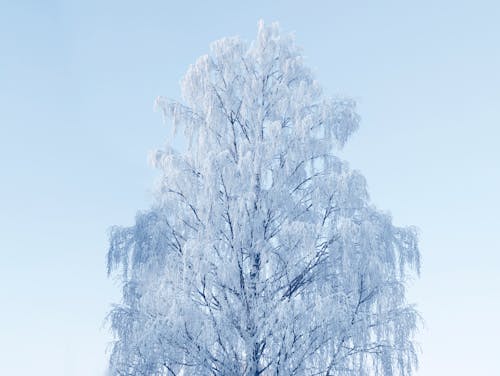 View of a Frosty Tree against a Clear, Blue Sky