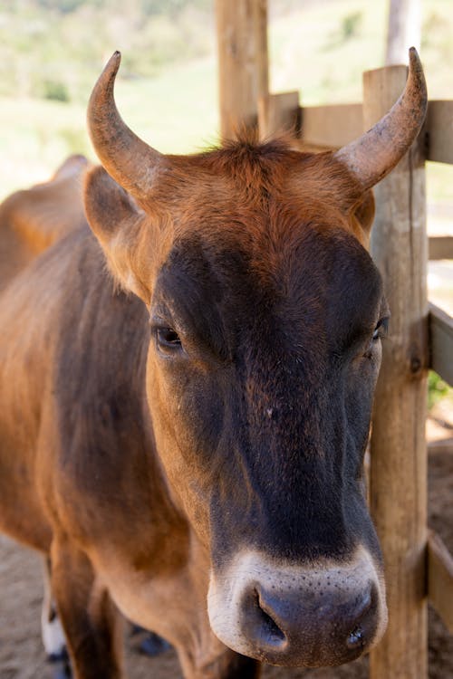Fotos de stock gratuitas de animal de granja, cuernos, ganado
