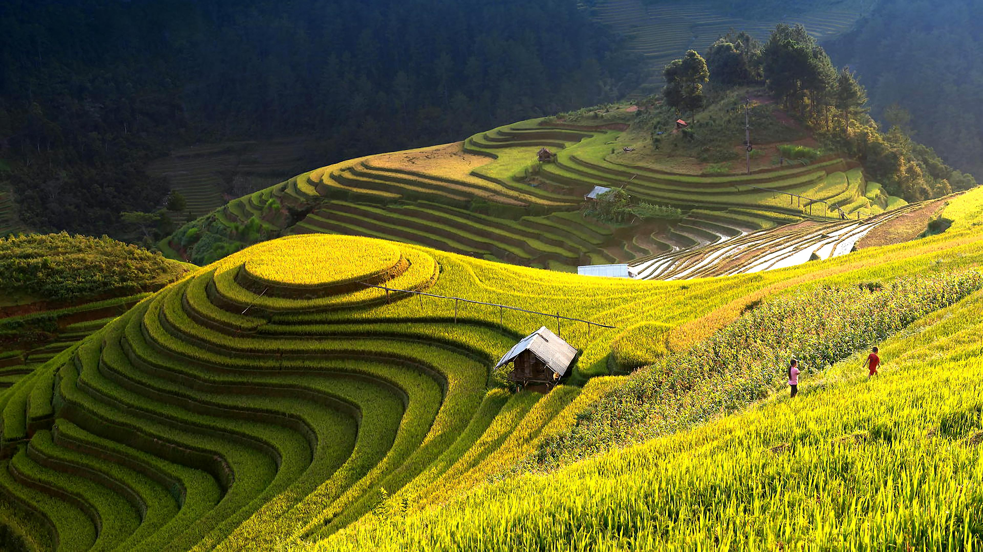 View of Rice Terraces · Free Stock Photo