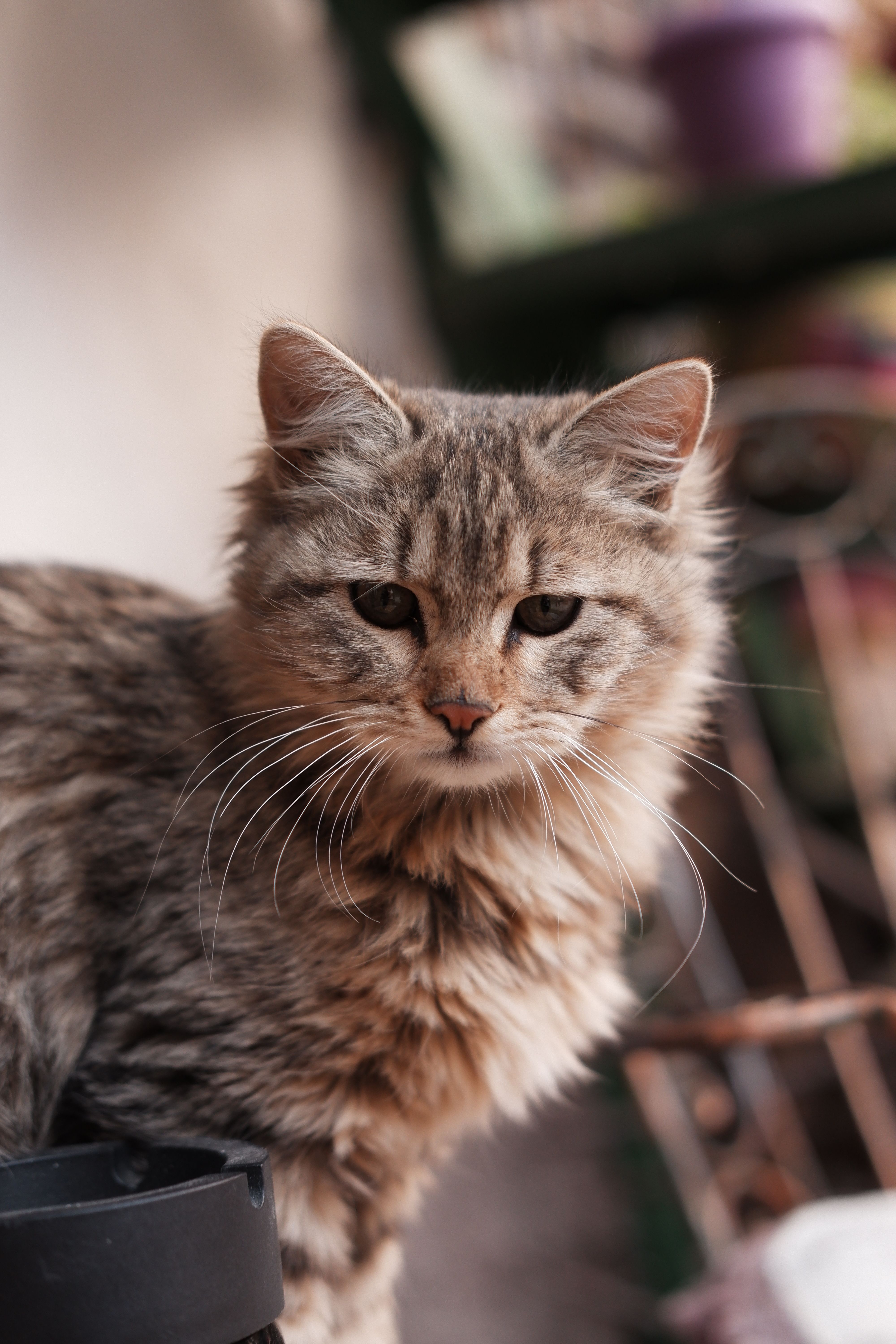 Silver Tabby Cat on Brown Wooden Table · Free Stock Photo