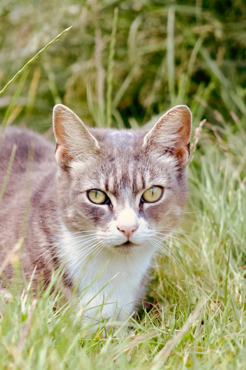 Free Close-up of a curious tabby cat lying in a lush green grass field, gazing intensely. Stock Photo