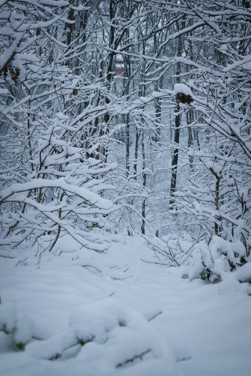 Free Serene winter landscape with snow-laden trees creating a peaceful woodland scene. Stock Photo