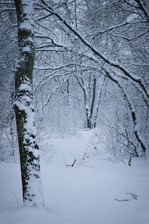 Základová fotografie zdarma na téma holé stromy, ledový, příroda