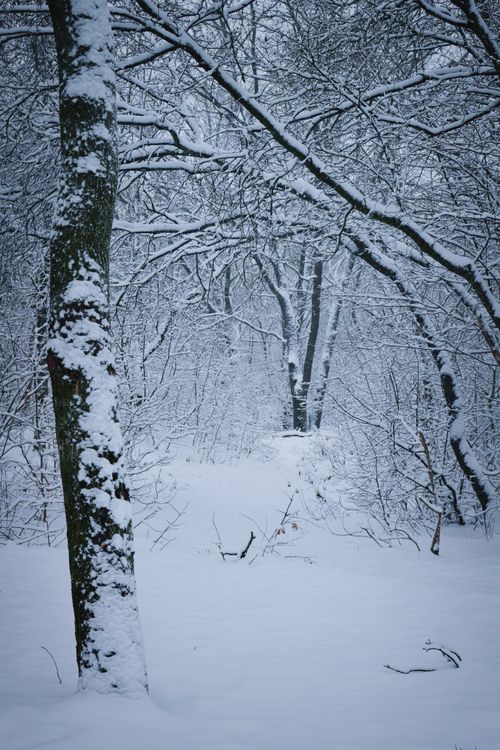 Free A tranquil winter forest scene with snow-laden bare trees and a soft, white ground cover. Stock Photo