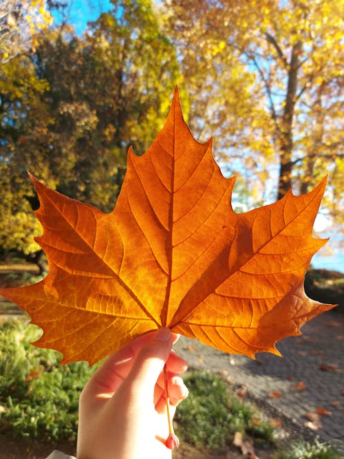 Person Holding Maple Leaf