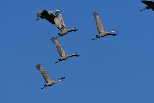 Gratis lagerfoto af blå himmel, dyreliv, flok