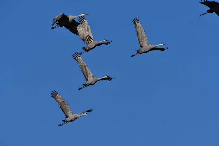 Flock Of Sandhill Cranes Flying 