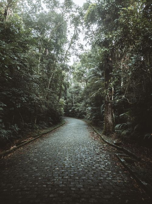 Free A tranquil cobblestone path winds through dense, green forest creating a peaceful landscape. Stock Photo