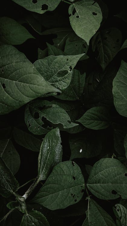 Close Up Photo of Green Leaves · Free Stock Photo