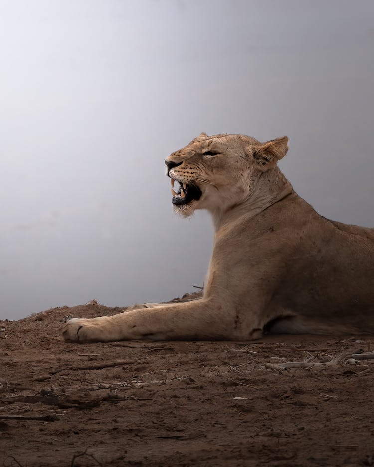 Photo Of An Angry Lioness