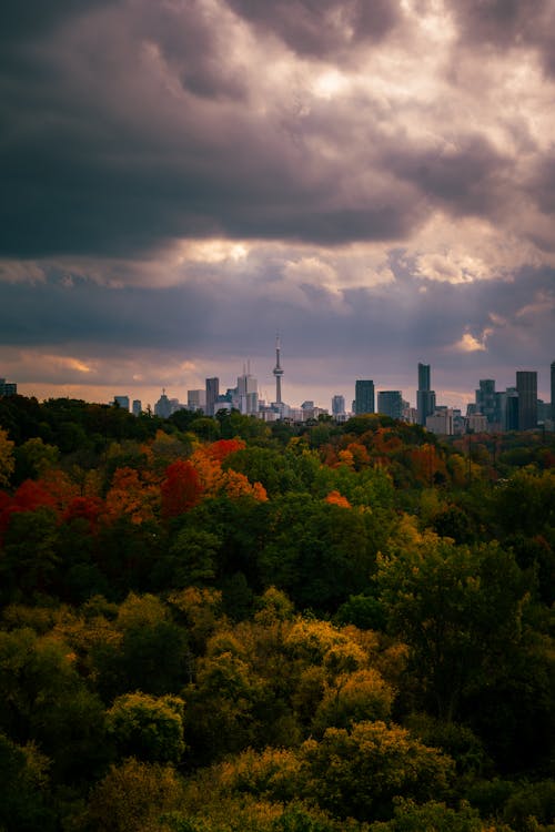 View of an Autumnal Forest and Toronto Skyline in Distance 