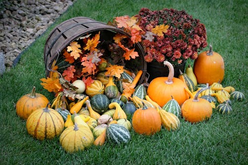 Basket of Gourds on Green Grass