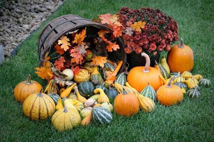 Basket Of Gourds On Green Grass