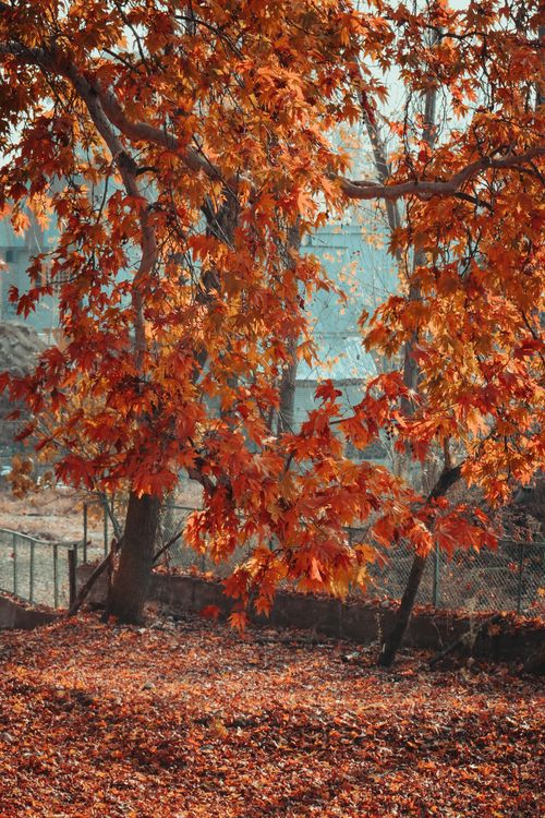 Free Autumn leaves in vivid fall colors hanging on tree branches, creating a warm natural scene. Stock Photo
