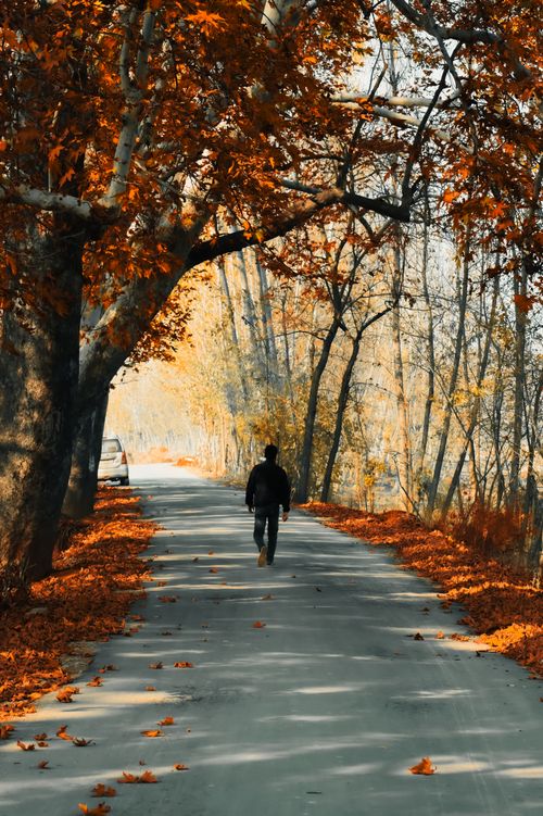Free A man strolls on a serene autumn pathway surrounded by vibrant fall foliage. Stock Photo