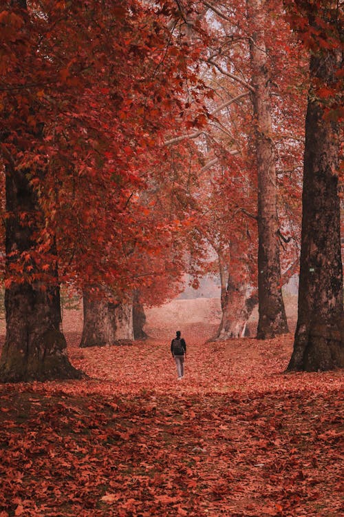 Person Walking on Pathway Covered with Fallen Leaves During Autumn