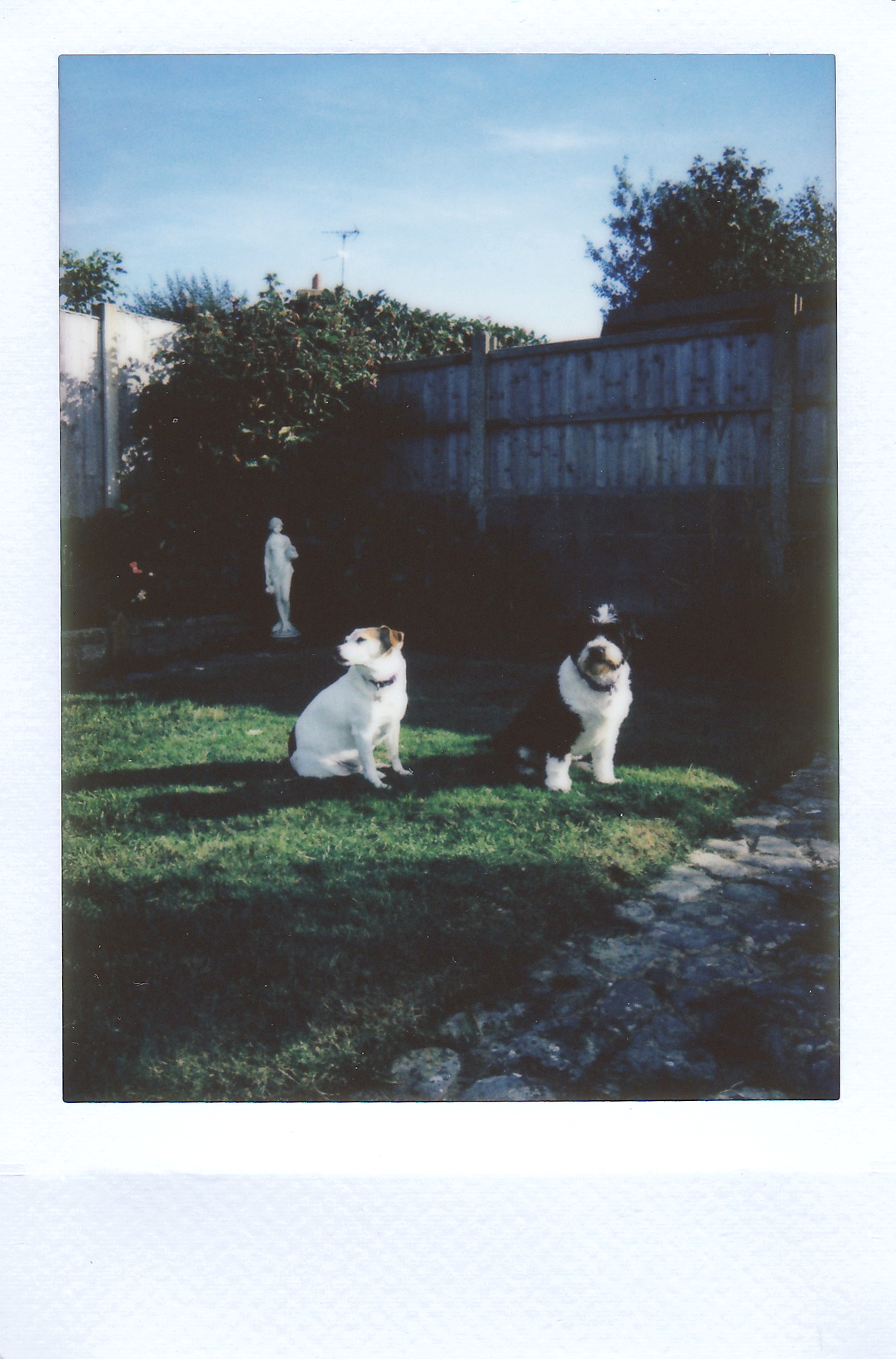 Cute Jack Russell terriers sitting in a sunny garden, with a statue in the background.