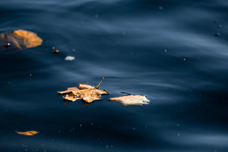 Photo Of A Maple Leaf Floating On Water