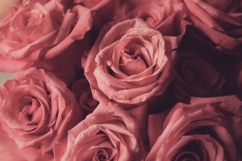 Gratis Mawar Merah Muda Foto Stok