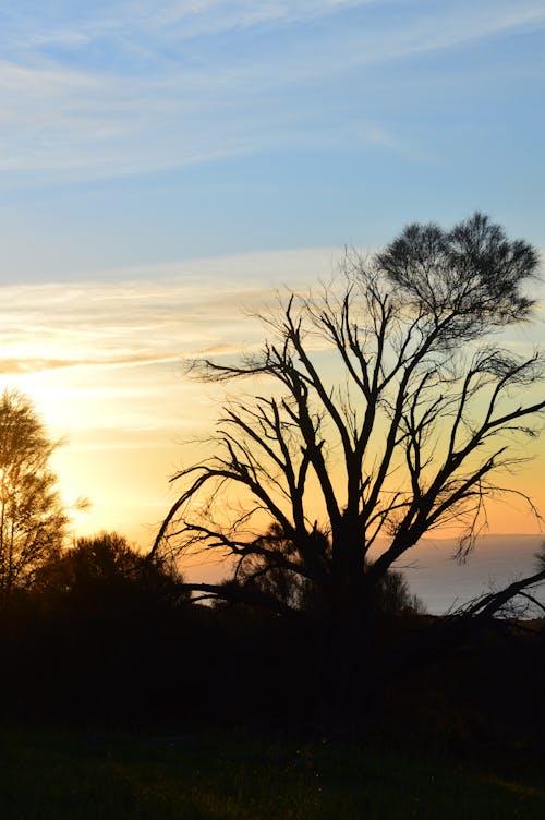 Безкоштовне стокове фото на тему «дерево, Захід сонця, легкий» стокове фото
