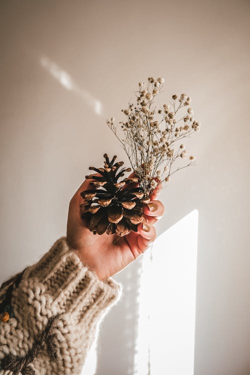 Gratis arkivbilde med blomster, hånd, hender menneskehender