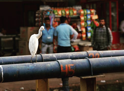 Gratis lagerfoto af fugl i byen, Indien, togstation