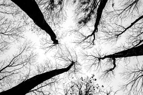 Gratis lagerfoto af bare træer, bladløse træer, gråtoneskala