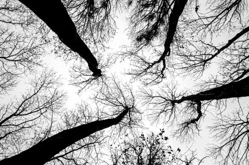 Free A low-angle black and white photo capturing leafless tree branches in Lviv, Ukraine. Stock Photo
