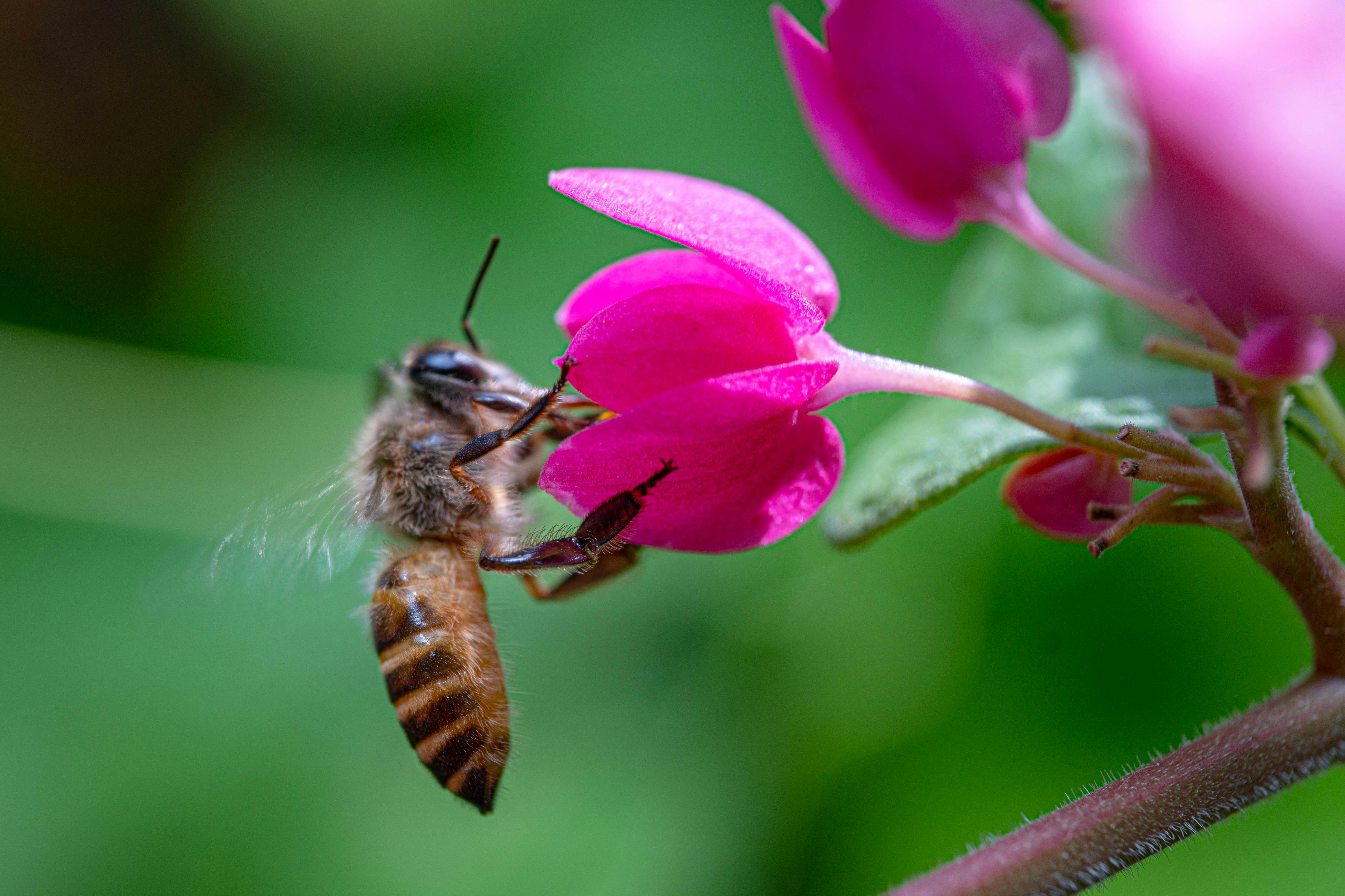 Yellow and Black Bees on Brown and Black Textile · Free Stock Photo