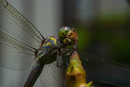 Δωρεάν στοκ φωτογραφιών με damselfly, macro, odonata