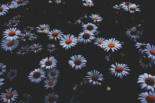 A captivating close-up of white daisies blooming in the dark, creating a moody floral scene.