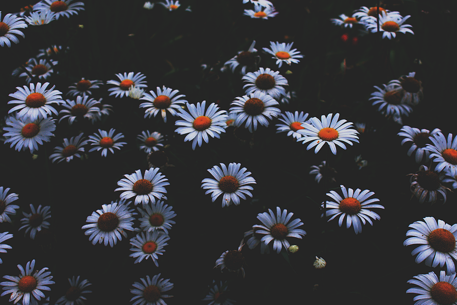 A captivating close-up of white daisies blooming in the dark, creating a moody floral scene.
