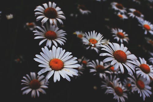 Kostenlos Nahaufnahmefoto Der Weißen Kamillenblumen Stock-Foto