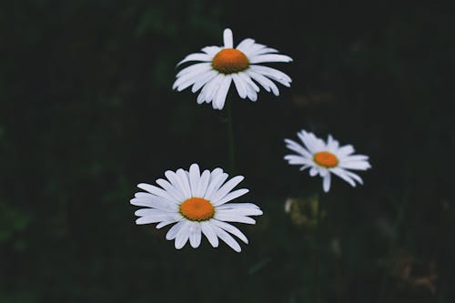 三朵白花