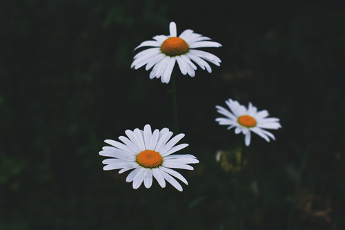 Free Close-up of blooming white daisies with vibrant orange centers in a natural setting. Stock Photo