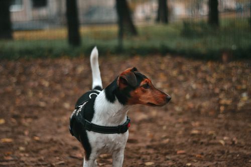 Free A playful Jack Russell Terrier standing alertly on autumn ground in a scenic Hungarian park. Stock Photo