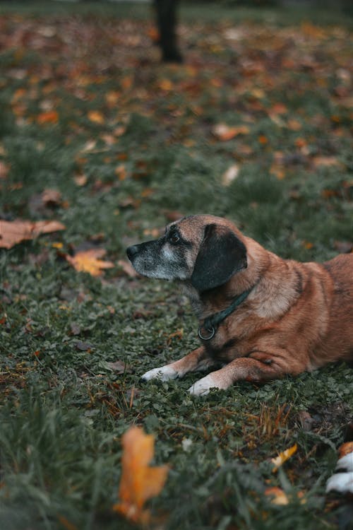 A Cute Dog Lying on Green Grass