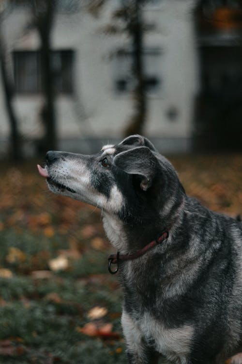 Fotobanka s bezplatnými fotkami na tému cicavec, domáce zviera, jeseň