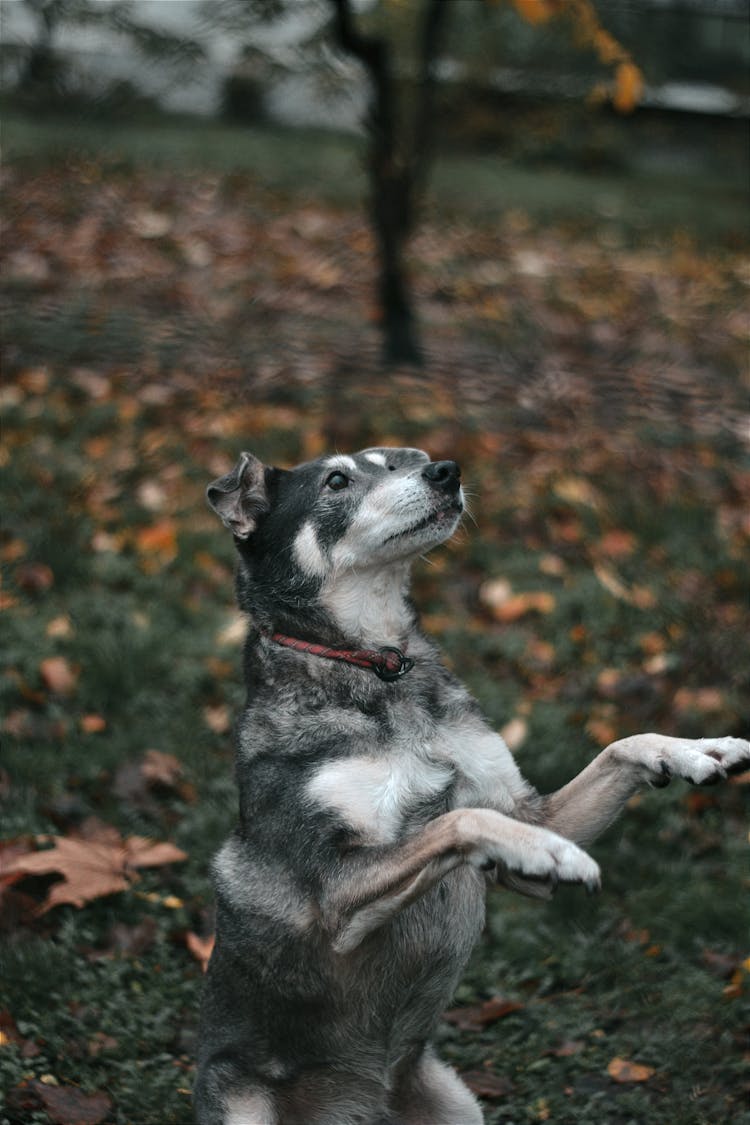 Dog Standing In Park