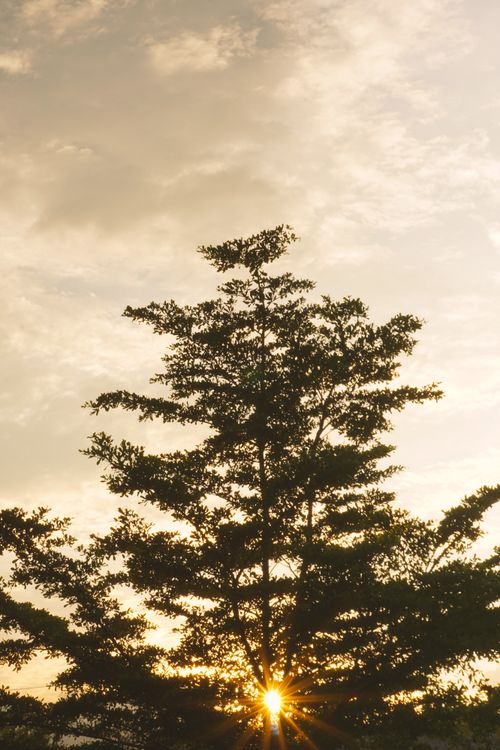 Free A beautiful silhouette of a tree at sunrise, capturing nature's serene beauty. Stock Photo
