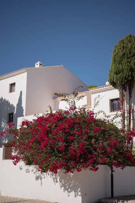 A stunning view of traditional Portuguese architecture adorned with bougainvillea in Albufeira, Portugal.