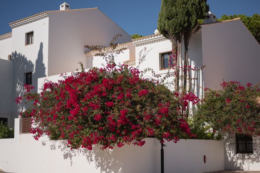 Beautiful white villas adorned with vibrant red bougainvillea in Albufeira, Portugal.